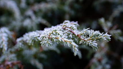 Frozen pine tree branch covered with ice