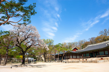 Fototapeta na wymiar Changgyeonggung is the palace of the Joseon Dynasty.