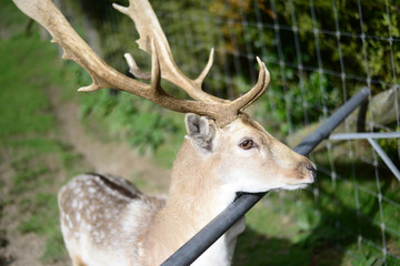 Naklejka na ściany i meble Feeding the deer with horn behind the fence