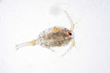 Copepod (Zooplankton) are a group of small crustaceans.