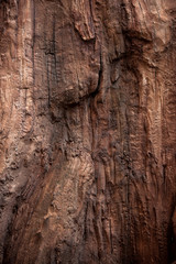 the texture of a tree