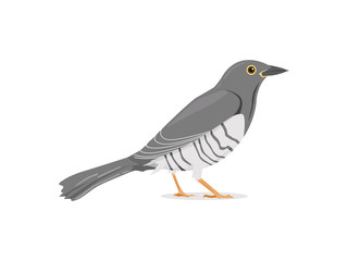 Cuckoo Bird Vector Illustration