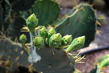 cactus in the garden