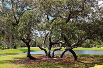 trees by lake