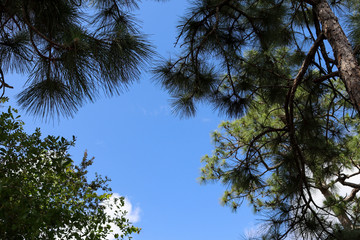 trees and blue sky
