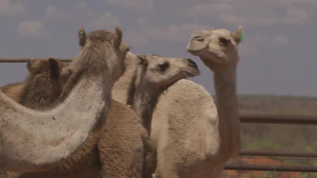 Extreme close-up panning, low-angle shot of impatient camel moving randomly and constantly inside a farm cage, Northern Territory