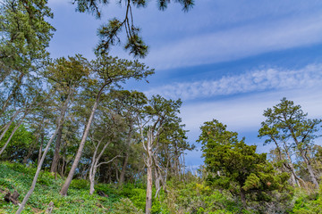 静岡県伊東市　城ヶ崎海岸