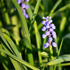 Grape Hyacinth