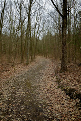 Trail in woods