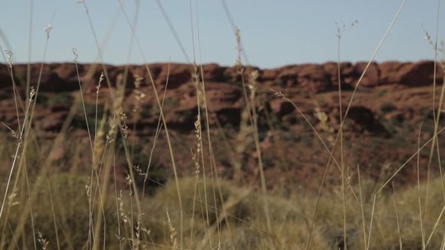 close-up span shot of tall slender grasses and dry  desert sandstones, Outback Australia, NT