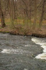 ducks swimming  in stream