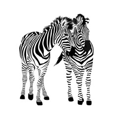Zebra couple standing. Wild animal texture. Striped black and white. Vector illustration isolated on white background.