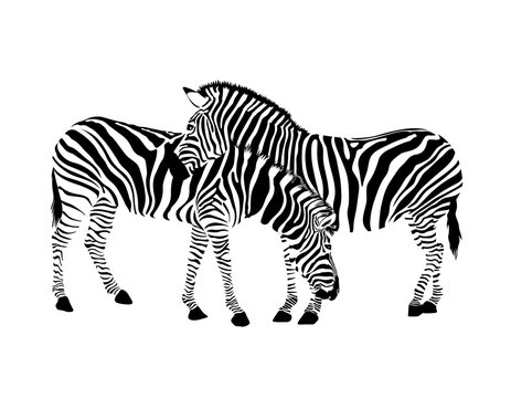 Zebra couple standing. Wild animal texture. Striped black and white. Vector illustration isolated on white background.
