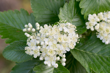sorbus intermedia Swedish whitebeam white flowers