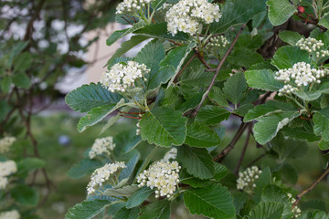 sorbus intermedia Swedish whitebeam white flowers