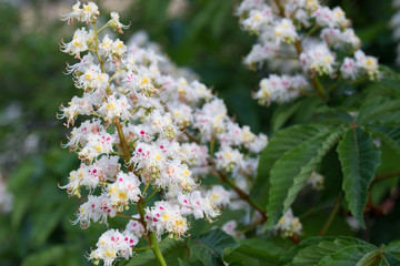 horse chestnut spring white flowers on twig
