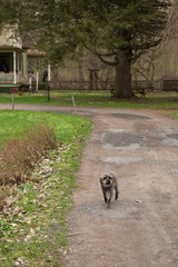 Obraz na płótnie Canvas Small dog in road