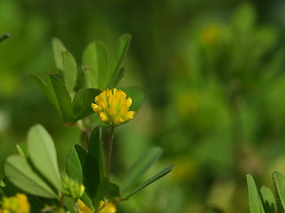 コツブツメクサ
