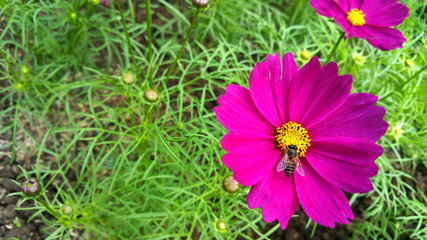 Cosmos bipinnatus in the garden