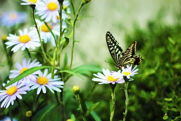 Butterfly Just Flying