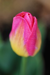 pink tulips blooming in early sprintime