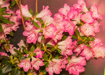 Obraz premium Spring