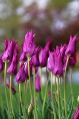 Fototapeta premium vivid purple tulips with slender blossoms