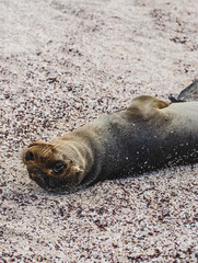 Adorable wild baby sea lion seal smiling up in the Galapagos Islands, Ecuador