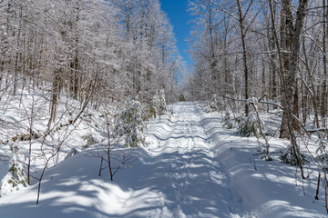 Snow Covered Back trail