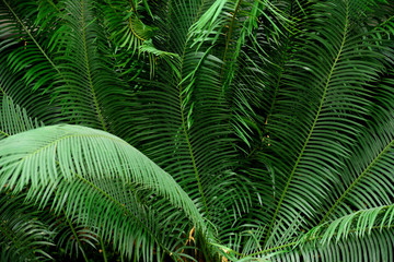 Wall of green tropical palm frond leaves with exotic shapes and textures in Colombia, South America.