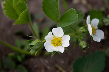 White light of strawberries in the garden.