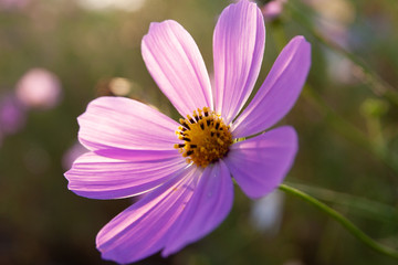 Obraz premium 夕暮れ時の秋桜