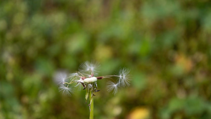 Dandelions on a lawn in the garden.