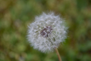 Dandelions on a lawn in the garden.