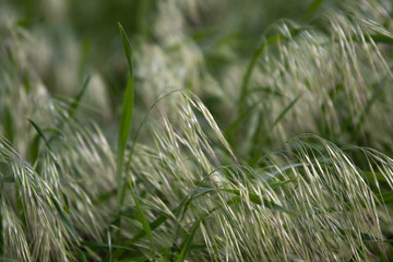 Lush grass in the garden.
