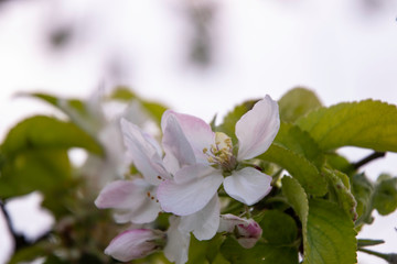 Apple tree blooms, flower buds in the garden.