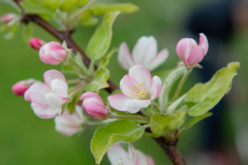 Apple tree blooms, flower buds in the garden.