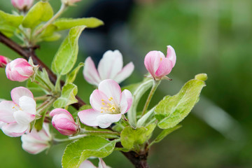 Apple tree blooms, flower buds in the garden.