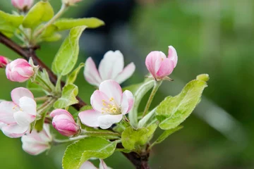 Foto op Canvas Apple tree blooms, flower buds in the garden. © YUABOG
