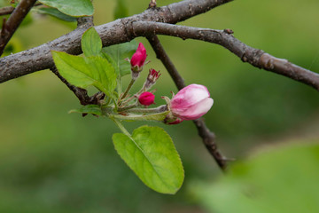 Apple tree blooms, flower buds in the garden.