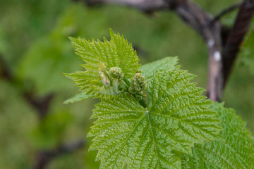 Young grapes in the garden.