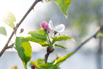 Apple tree blooms, flower buds in the garden.