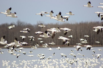 Snow geese flying with other swimming in the background
