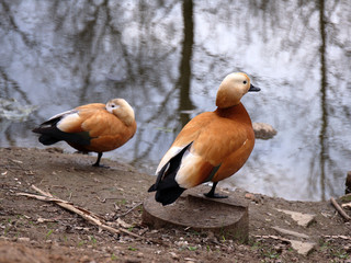 Photo of red duck near the water.