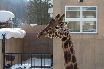 Cutest giraffe in Hokkaido, Japan