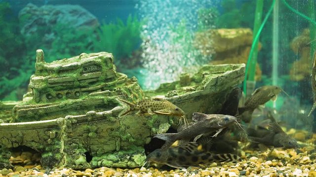 Group of Catfishes in Big Aquarium with Decorations and Air Bubbles from the Filter. Big Artificial Small Ship is on the Bottom of Aquarium