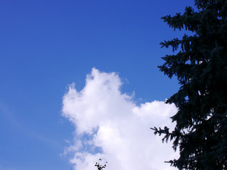 Obraz premium bright blue sky in germany and the branches of a tree two
