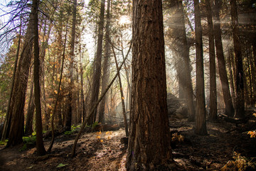 A burnt forest with smoke streaming through the tall trees.