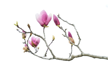 Pink magnolia flowers isolated on white background