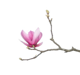 Pink magnolia flowers isolated on white background